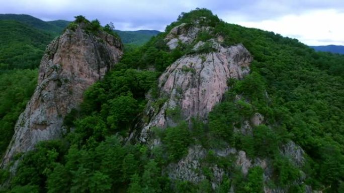 巨大的松树森林大山绿色