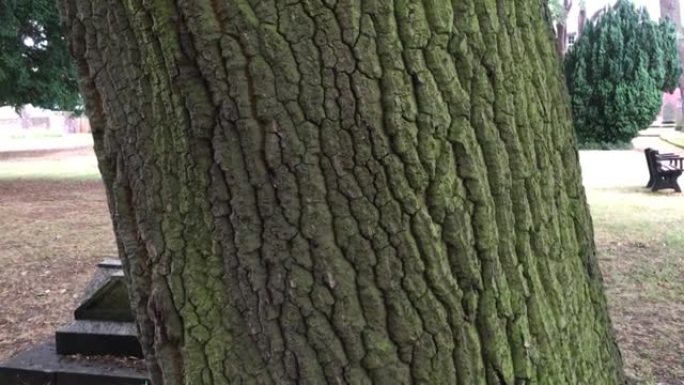 火鸡橡树 (栎树)-树干/伯乐