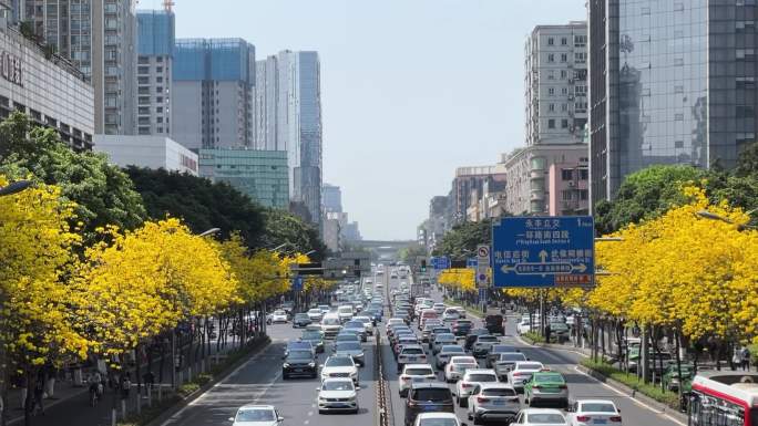 成都阳光下的黄花风铃木城市交通车流