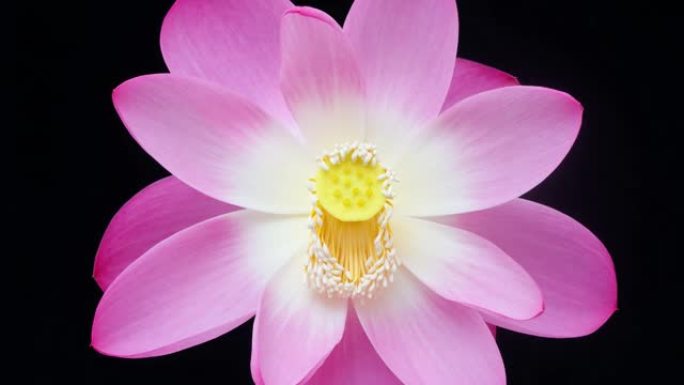 盛开的粉红色莲花从芽到满花，然后回到芽的4k延时镜头在黑色背景上隔离，特写b卷镜头。