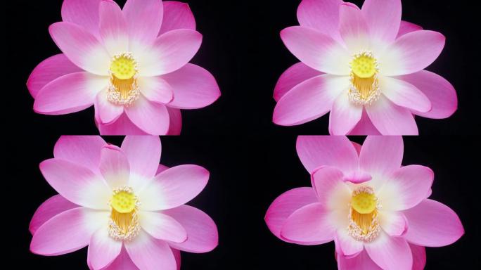 盛开的粉红色莲花从芽到满花，然后回到芽的4k延时镜头在黑色背景上隔离，特写b卷镜头。