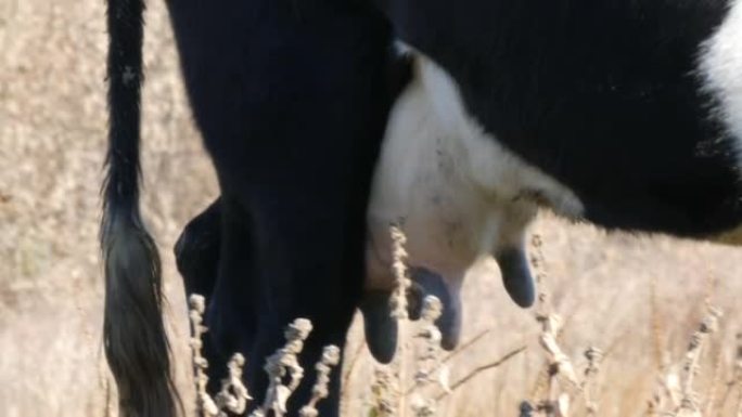 深秋，一头黑白相间的母牛在草地上吃草。牛奶喂养的奶牛乳房