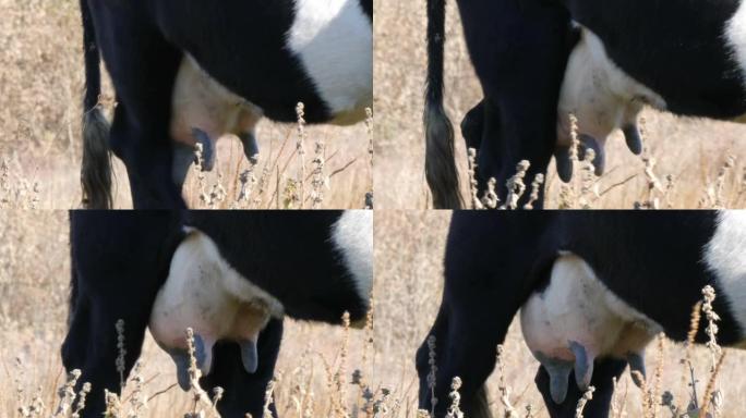 深秋，一头黑白相间的母牛在草地上吃草。牛奶喂养的奶牛乳房