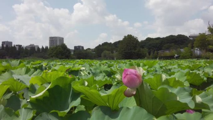 东京台东区上野的Shinobazu池塘盛开莲花。