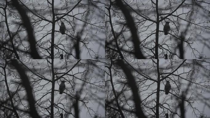 哥特式的黑色乌鸦鸟在光秃秃的树枝上，戏剧性的黑色乌鸦在倒下的树
