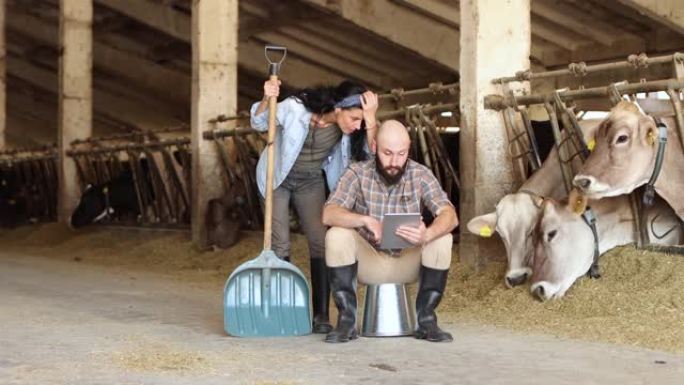 4k视频绝望的农民夫妇站在牛棚里，靠近母牛，在数字平板电脑上检查账单，银行对账单和财务困难。