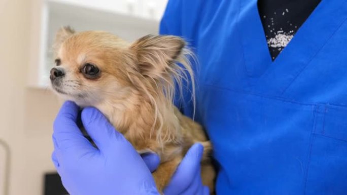 在一家兽医诊所里，一位年轻的高加索男性兽医抱着一只可爱的小狗。宠物护理、医药、健康、医生专业治疗医疗