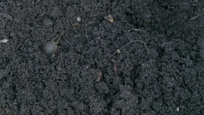 在土壤中挖掘mo鼠，Gryllotalpa gryllotalpa花园害虫昆虫