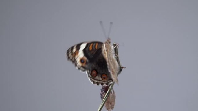 从蛹或蛹出来后，在树枝上关闭蝴蝶 (蓝色三色堇)。微距镜头。