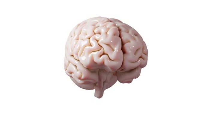 人脑解剖模型3D光面脑渲染孤立在白色背景医学概念图像