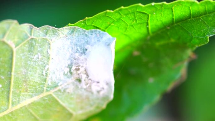 跳跃蜘蛛的特写虫子昆虫微距实拍