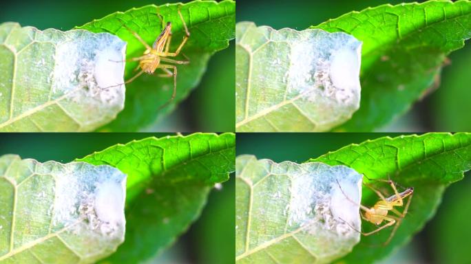 跳跃蜘蛛的特写虫子昆虫微距实拍