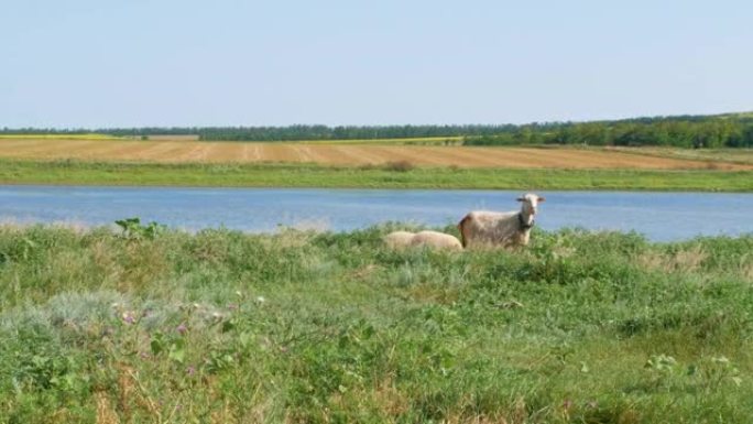 夏天丹尼日，一群绵羊在河边的草地上吃草。母羊和她的两只羔羊吃草睡在蓝色的水附近。乡村景观多彩自然背景