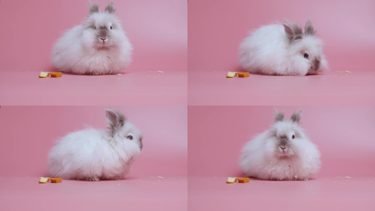 白灰色兔子在粉红色背景上坐在胡萝卜切片旁边嗅来嗅去。可爱的兔子复活节。动物的工作室拍摄。长耳朵的宠物