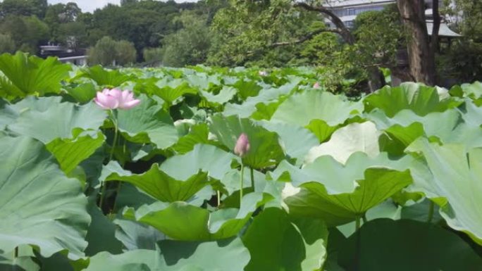 东京台东区上野的Shinobazu池塘盛开莲花。