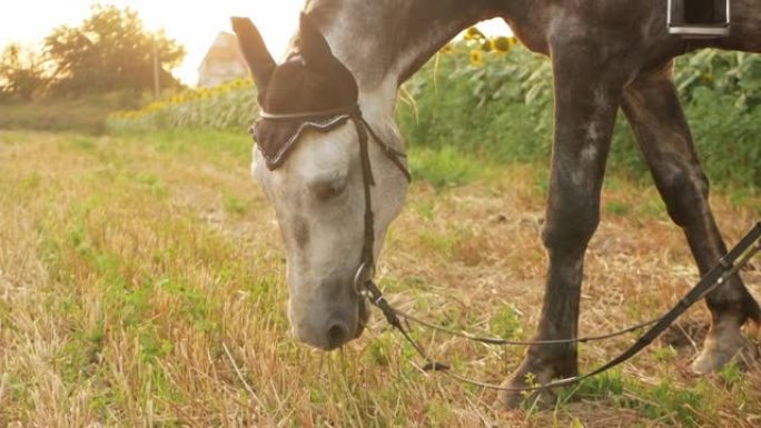 训练后，马在日落时分在田野里吃干草草。缰绳，马拉设备