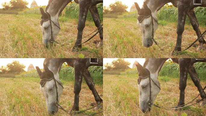 训练后，马在日落时分在田野里吃干草草。缰绳，马拉设备
