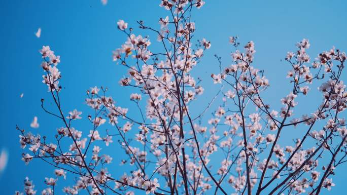 花朵被风吹落