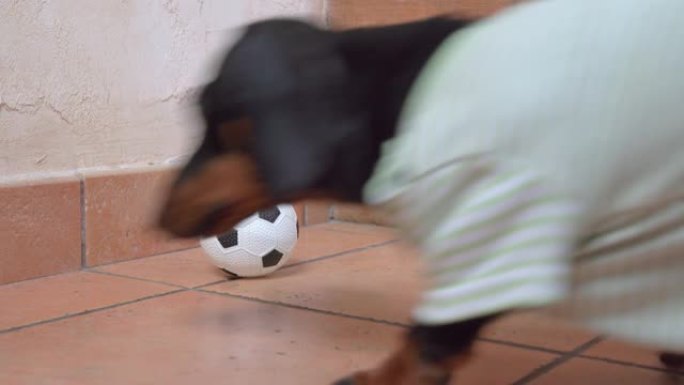 穿着条纹t恤的有趣的活跃腊肠犬小狗碰到一个玩具足球，跑去玩它，特写镜头。无聊狗在家娱乐的娱乐和设备
