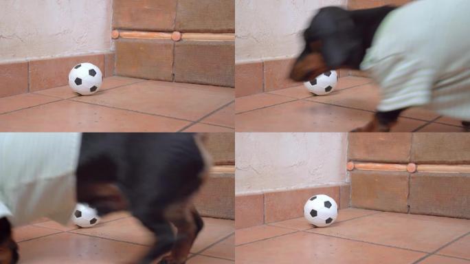 穿着条纹t恤的有趣的活跃腊肠犬小狗碰到一个玩具足球，跑去玩它，特写镜头。无聊狗在家娱乐的娱乐和设备