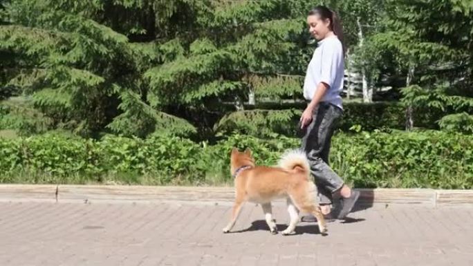 赤芝犬与主人在夏季公园散步