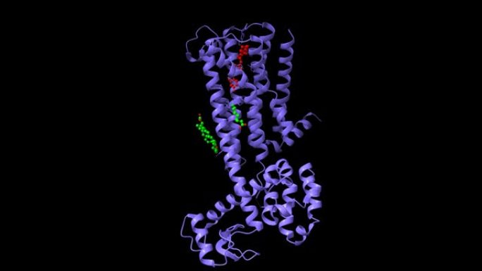 与非典型抗精神病药物利培酮 (红色) 和油酸 (绿色) 结合的D2多巴胺受体的结构