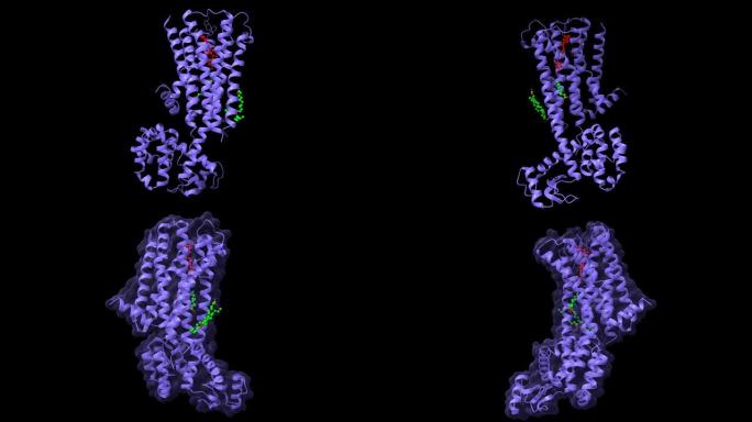 与非典型抗精神病药物利培酮 (红色) 和油酸 (绿色) 结合的D2多巴胺受体的结构