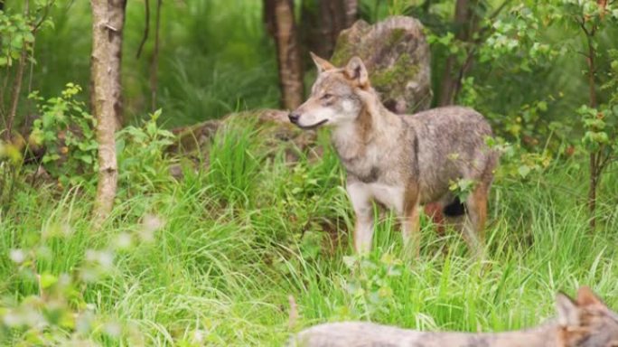 灰狼在森林中照顾对手和危险