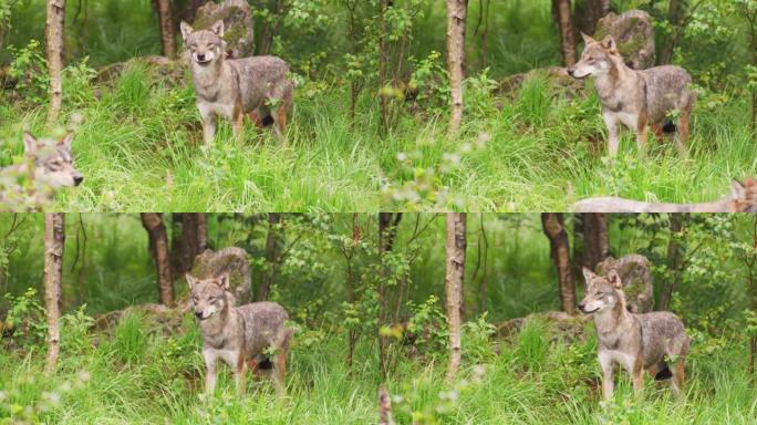 灰狼在森林中照顾对手和危险