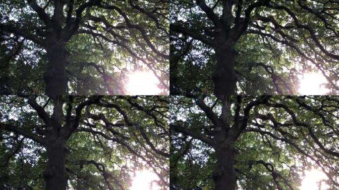 土耳其橡树 (栎树)-阳光下的树冠