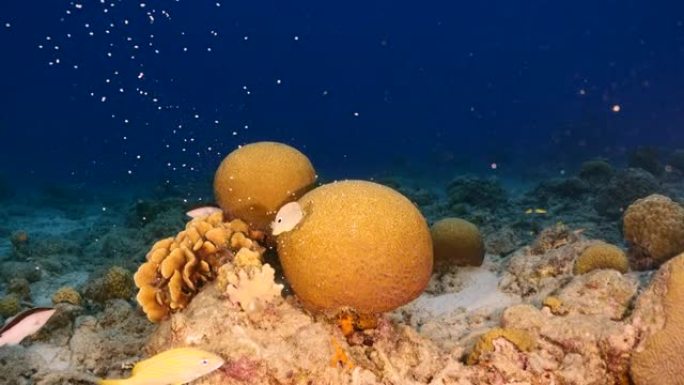 在库拉索岛的加勒比海珊瑚礁中产卵时，有蝴蝶鱼的海景