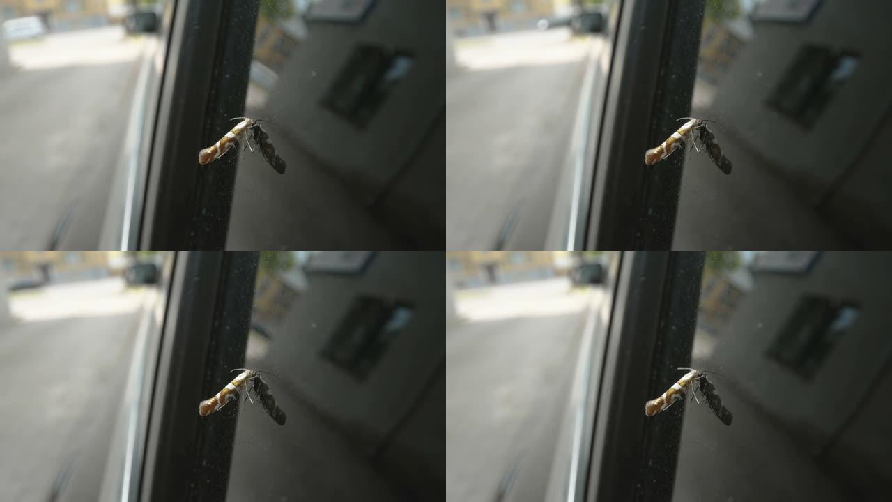 爱沙尼亚玻璃窗上的一只青铜al蛾
