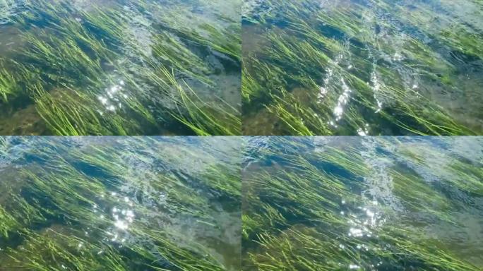 河流沙底的藻类。太阳眩光照在水面
