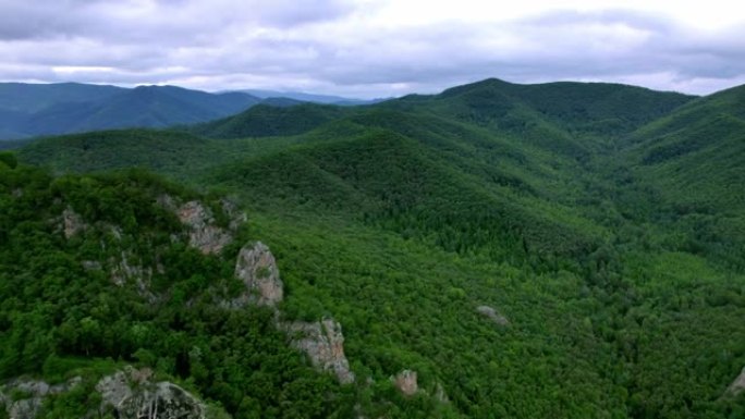 巨大的松树森林绿树青山航拍大山山脉环保