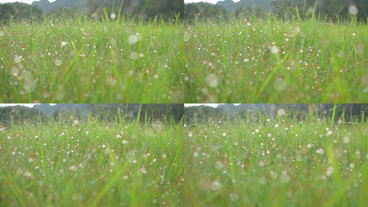 密密麻麻的草花生长在草地上，带有水露水的bokeh背景。早晨阳光照射下山谷中清新的绿色田野。大自然中