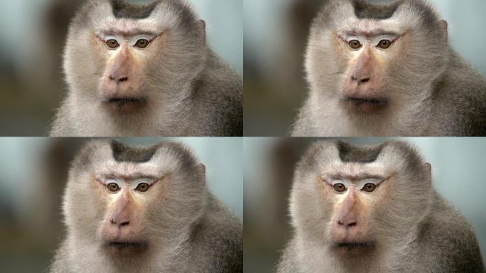 猴子住在森林里，泰国考艾国家公园，慢动作