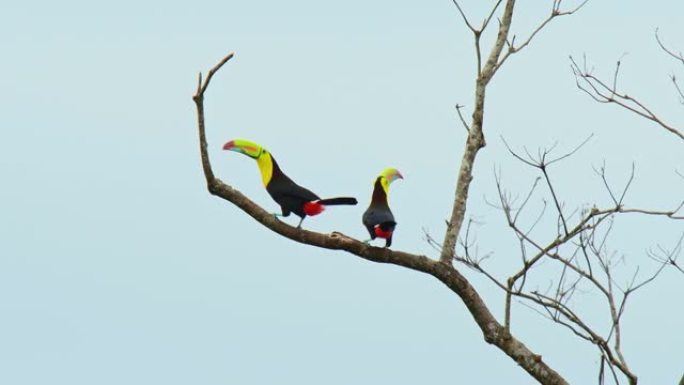 龙骨嘴巨嘴鸟-Ramphastos sulphatus也称为硫胸巨嘴鸟或彩虹嘴巨嘴鸟，巨嘴鸟家族成员