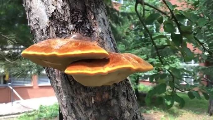 大型树真菌。它以黄色和橙色的色调和伞状的形状缠绕在树干上。