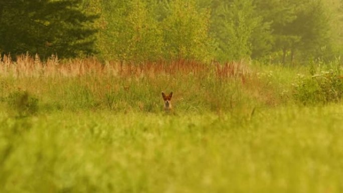 小狗狐狸在森林的高高的草丛中吠叫，夏天的白天