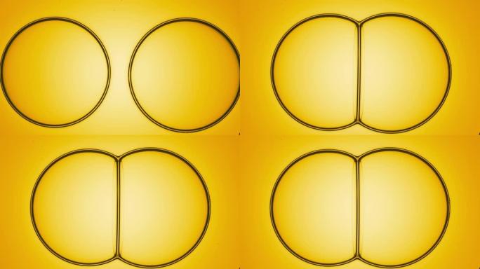 两个黄色的油气泡相互结合，形成气泡簇