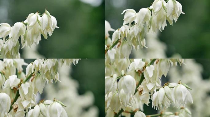 白色的大铃铛花。丝兰丝状丝状。夏季多风多雨天气