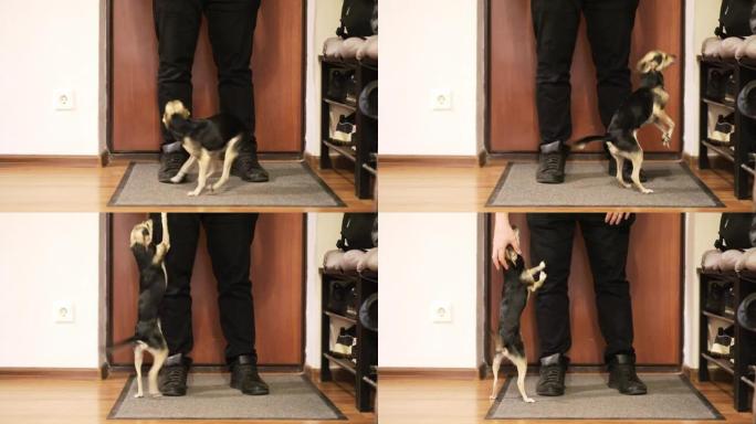 小狗快乐地跳到走廊门口的主人身上，为他的回家感到高兴