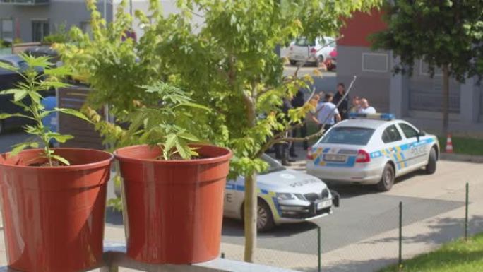 阳光中的阳台植物bokeh背景中的警察团队。