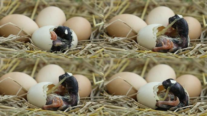 小鸡和蛋壳，巢中的小鸡，