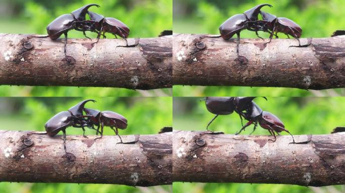甲虫用它们的角在战斗中发生冲突，举起弱小的甲虫。