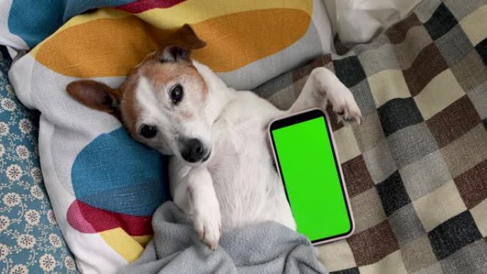 绿色显示屏的智能手机上躺着有趣的小狗
