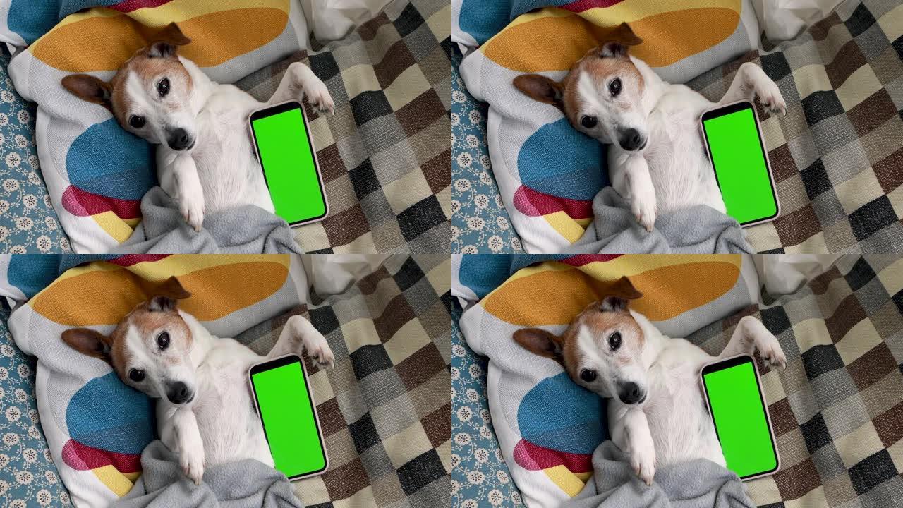 绿色显示屏的智能手机上躺着有趣的小狗
