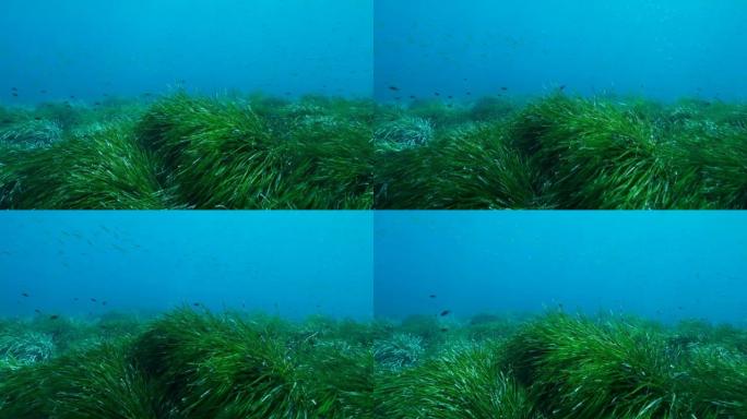 绿色海洋草Posidonia的茂密灌木丛，在蓝色的水背景上。鱼群在绿色海草地中海tape草或海王星草