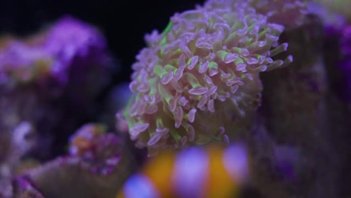 澳大利亚，太平洋的软珊瑚和五颜六色的热带鱼。