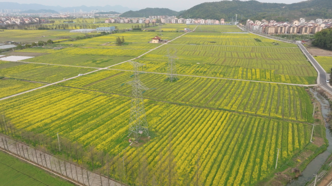 【5k合集2】航拍油菜花地